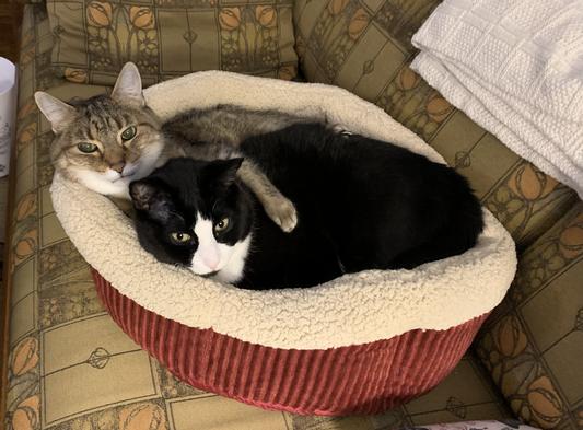 Aspen self warming cat bed sales
