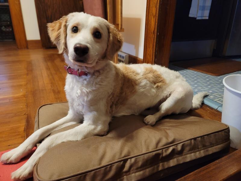 Mom, this is a great bed!