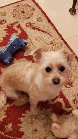 Poppy loves chicken more!