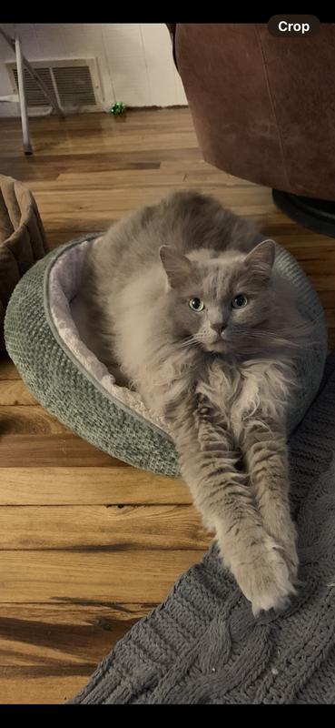 Loving his Ethical Pet Sleep zone bed💜