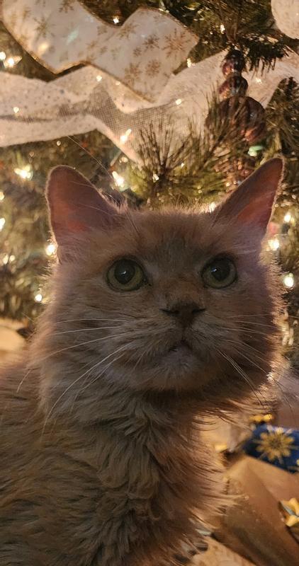 Getting ready for Christmas