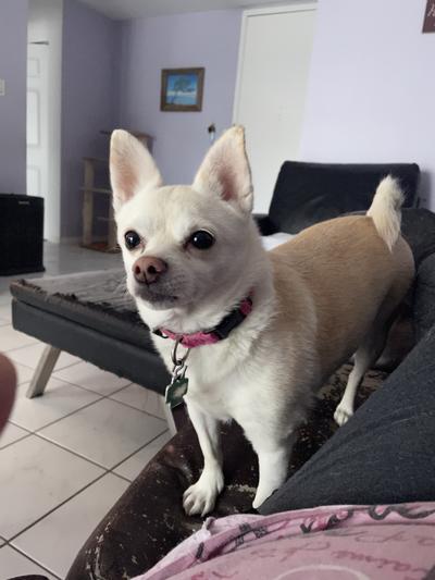 My Senior Maia