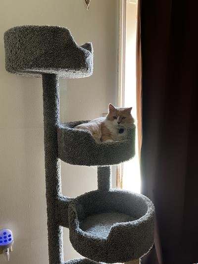 Henry happily sitting in his cat tree