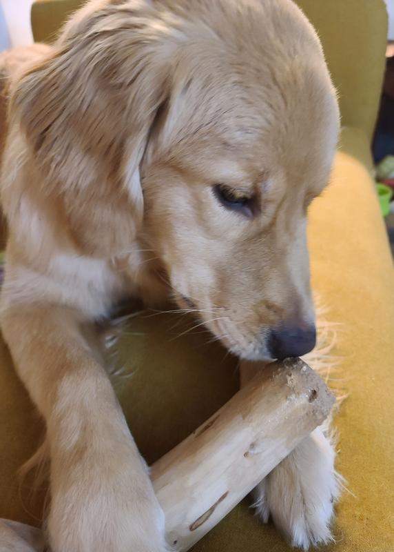 Olive wood is a hit with my 8 mo old