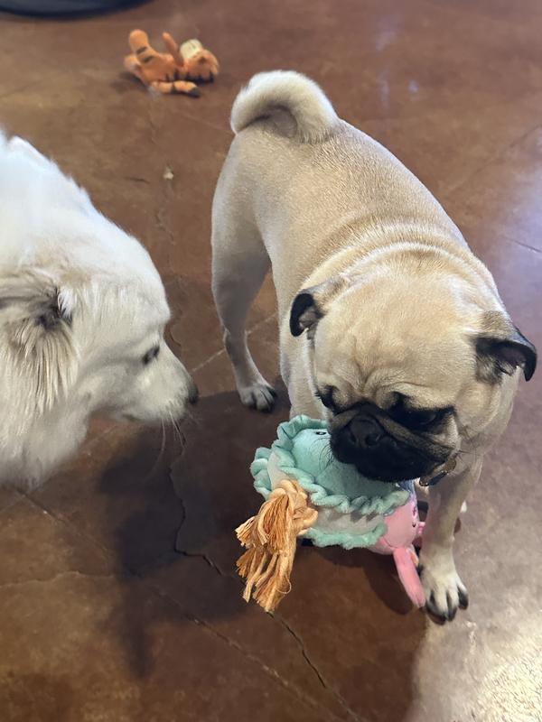 Puggie Smalls playing with her new toy.