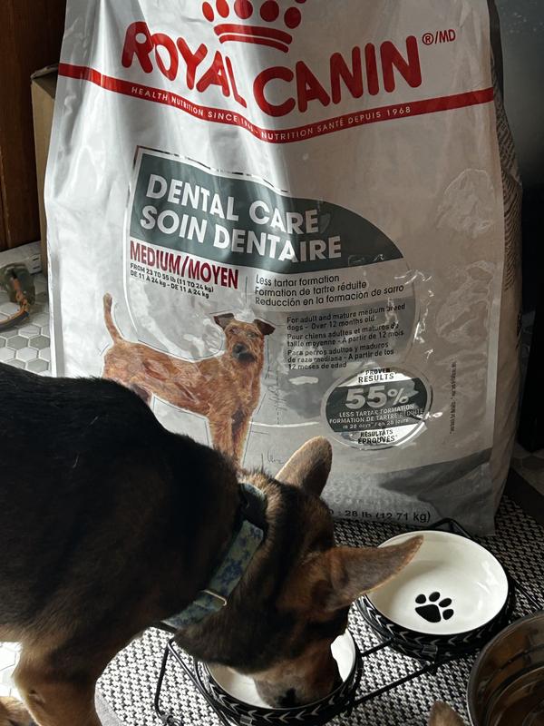 Royal Canin Canine Care Nutrition Medium Dental Care Dry Dog Food