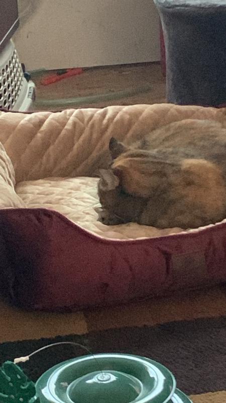 Instant nap time!