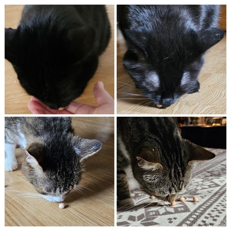 Ralphie, Phoebe, Smokey and Tugger