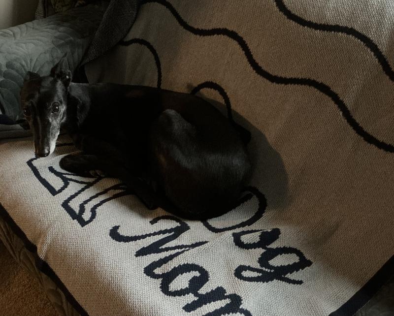 Chitlin enjoys this blanket.