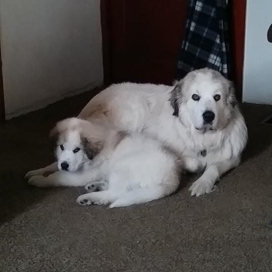 Our big Blossom and Wyatt