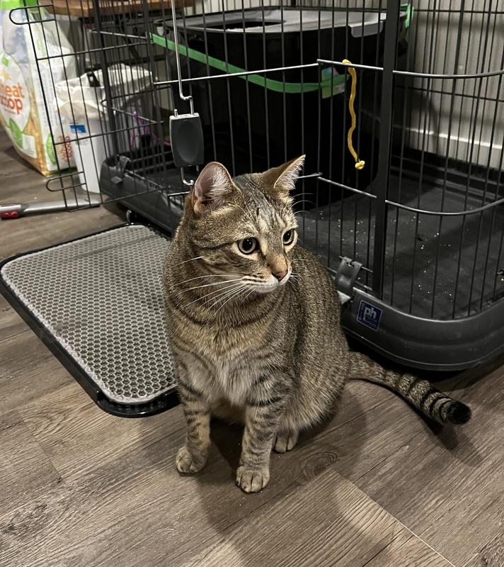 One of my 14 pound boys next to the mat for size reference