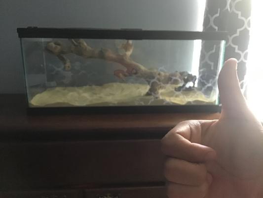 My terrarium so far!