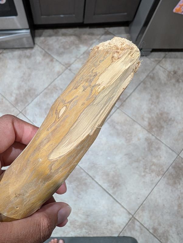 Big section that splintered off after only a little bit of chewing.