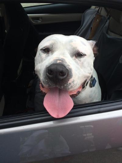 NEO-PREDEF with Tetracaine Topical Powder for Dogs, Cats & Horses, 15-g