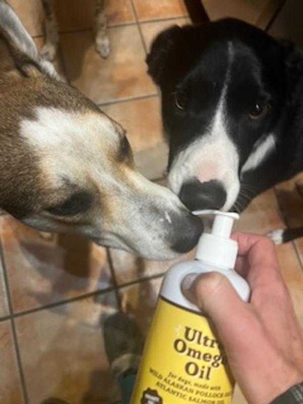 Two of my dogs want me to give them more!