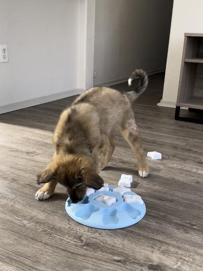 NULYOO Dog Puzzle Toy - Blue  These 15 Interactive Toys Will Keep