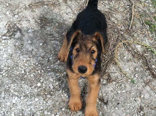 Fast growing puppy eating lots of CANIDAE PAWS!