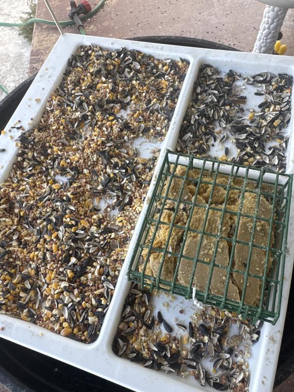 They Love Wagners Black Oil Sunflower Seeds