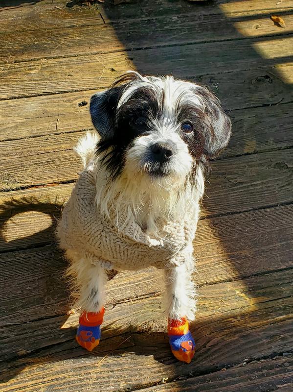 Guppy outside in her socks to keep her warm.
