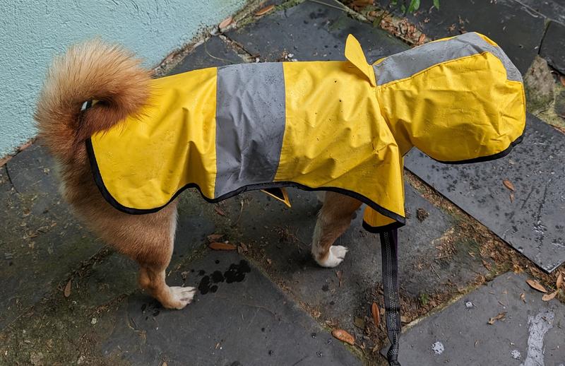 FRISCO Lightweight Rainy Days Dog Raincoat Yellow Medium Chewy