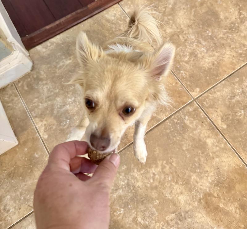 My 10lb chihuahua easily enjoying the meatball.