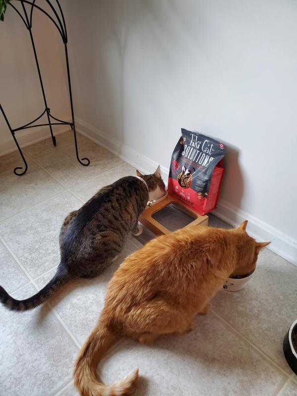 Loki and Simba "out of character" took to it immediately!!!