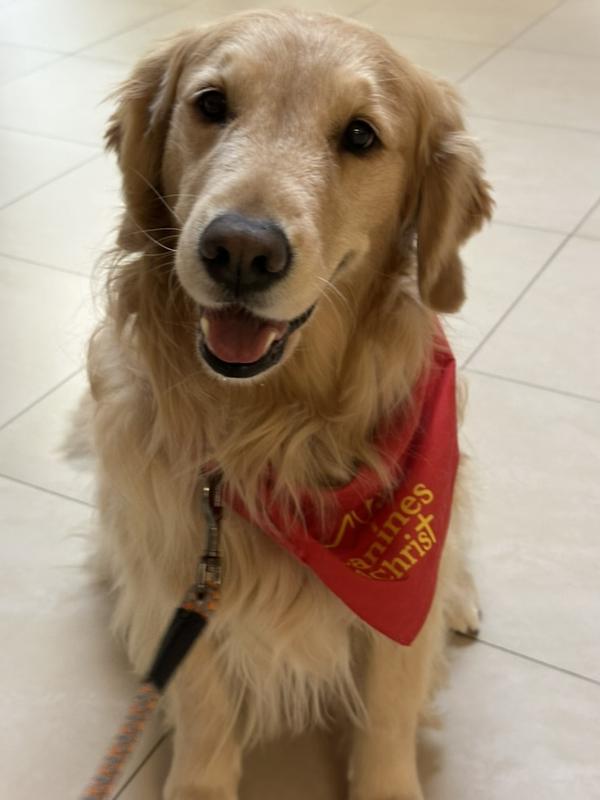 Therapy Dog Shelby