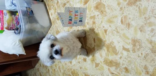 Joey is 15!  With his BDay card.