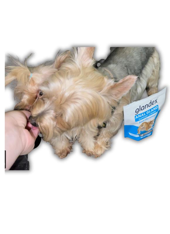 Glandex® Anal Gland Supplement for Dogs & Cats with Pumpkin - 2.5 oz P