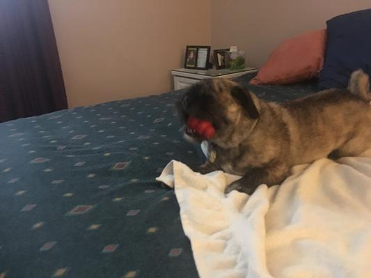 Nacho wrestling with his Kong and Greenies