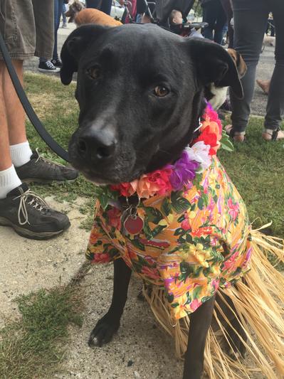 Halloween Costume - Don Ho