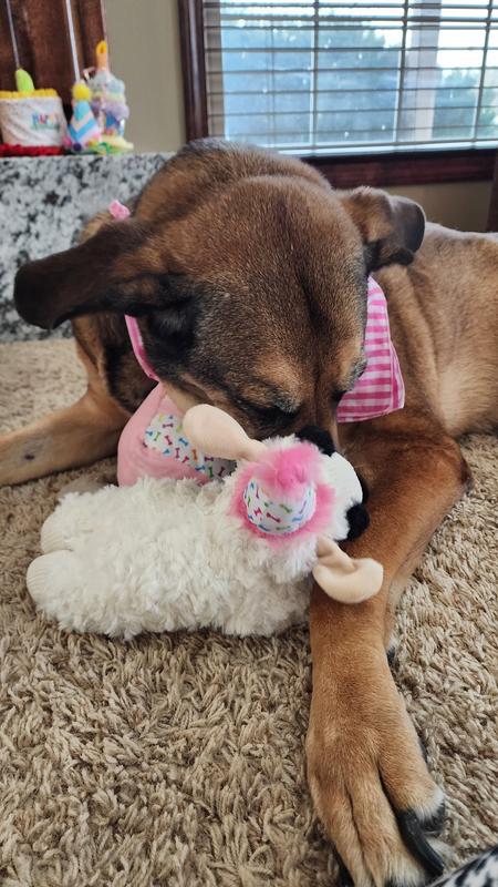 Lily loves Lamby