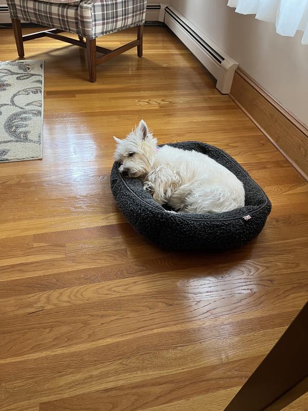 NUTRAMAX Proviable Paste & Capsules Digestive Supplement Kit for Medium