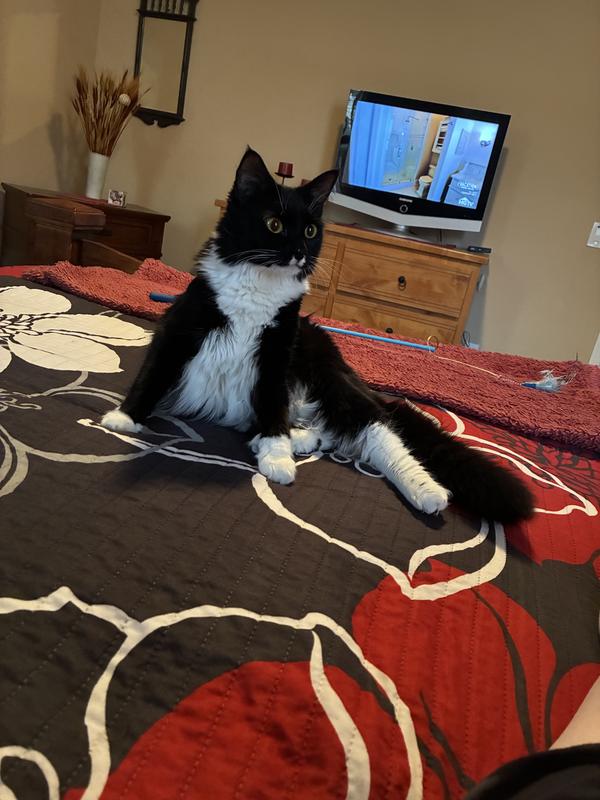 My precious baby Pepper