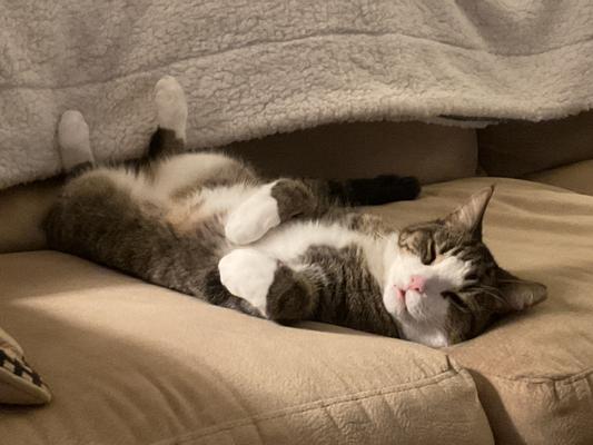 He is ready for a belly rub.