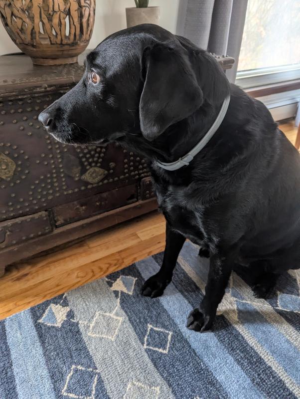 Wrecks. A black lab sitting on a patterned by carpet next to a Kuwaiti chest