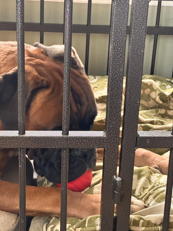 PLAYOLOGY Beef Extreme Tough Dual Layer Ball Dog Chew Toy, Red, Large