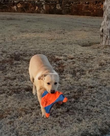 repeatedly retrieved