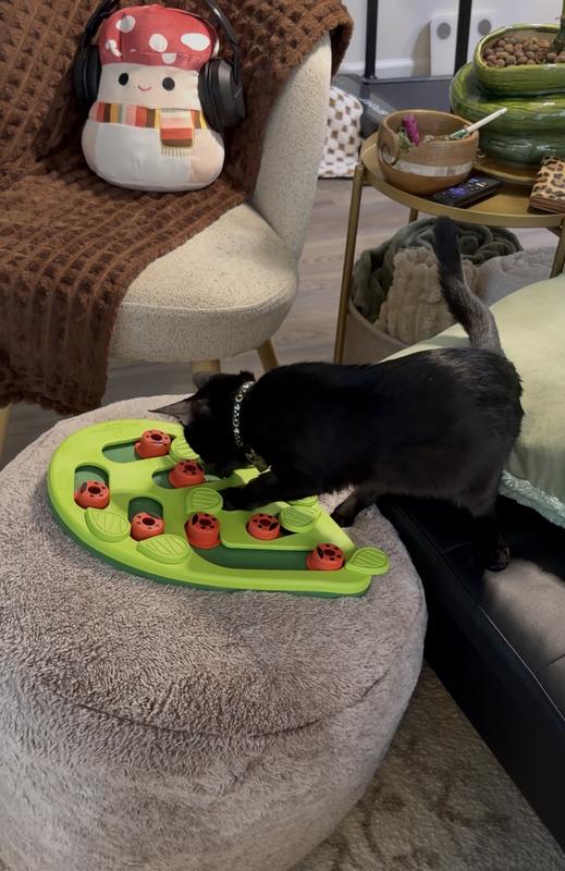 Sombra finding the treat