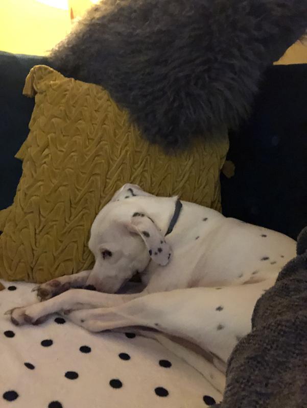 Bereft after being denied more treats