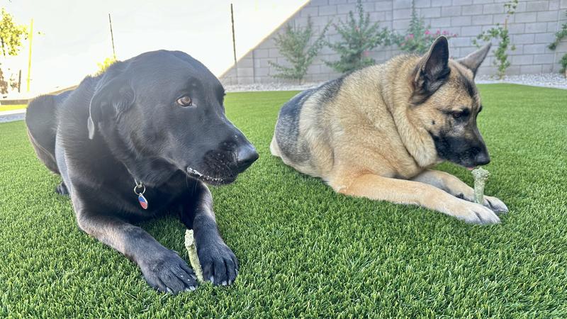 Side-by-side snack session — both pups loving their Minties!