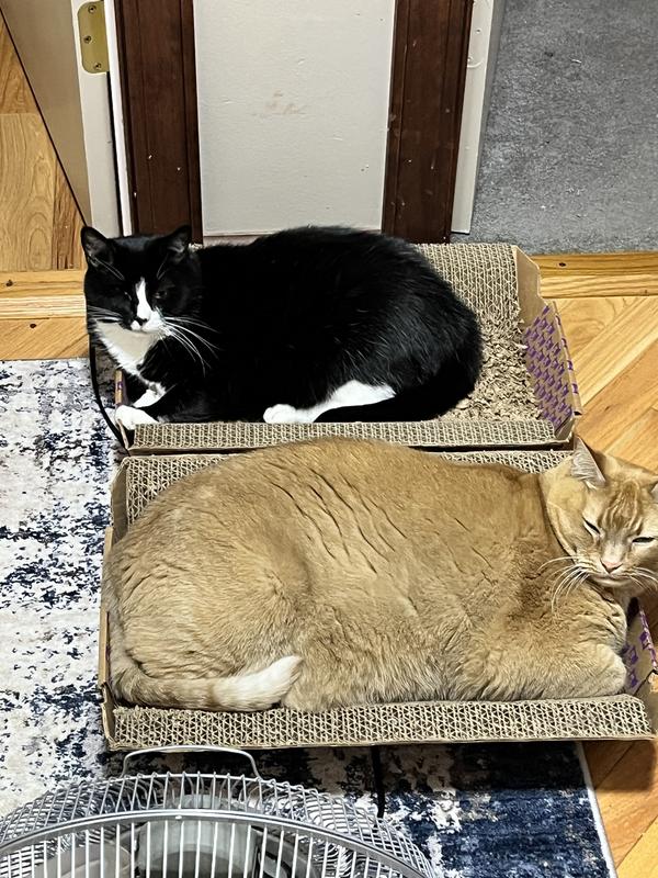 May need to cut back on them their treats a little bit.