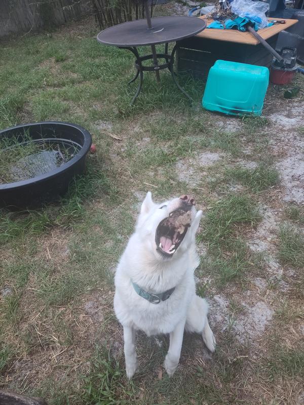 Ready to catch the tasty treat