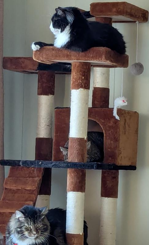 Three cats enjoying the tree.