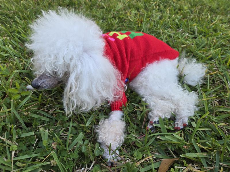 Marvin (18yo toy poodle) relaxing