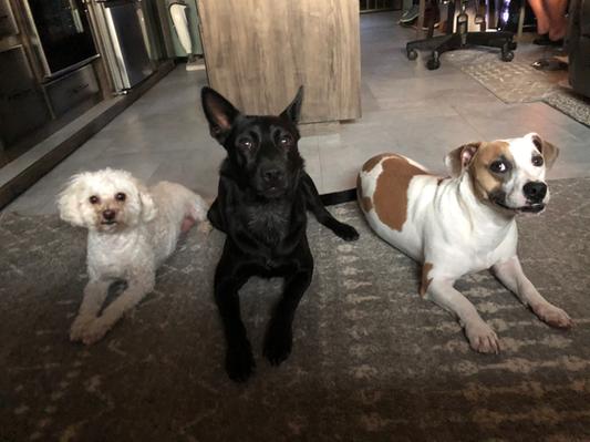 Meekah, Goose and Maverick approve!