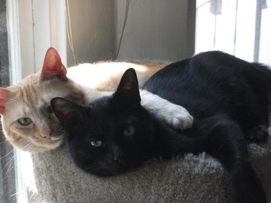 The orange boy is Scout and Wombat is his brother