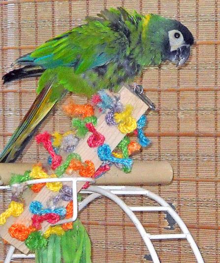 Maui with her favorite toy.