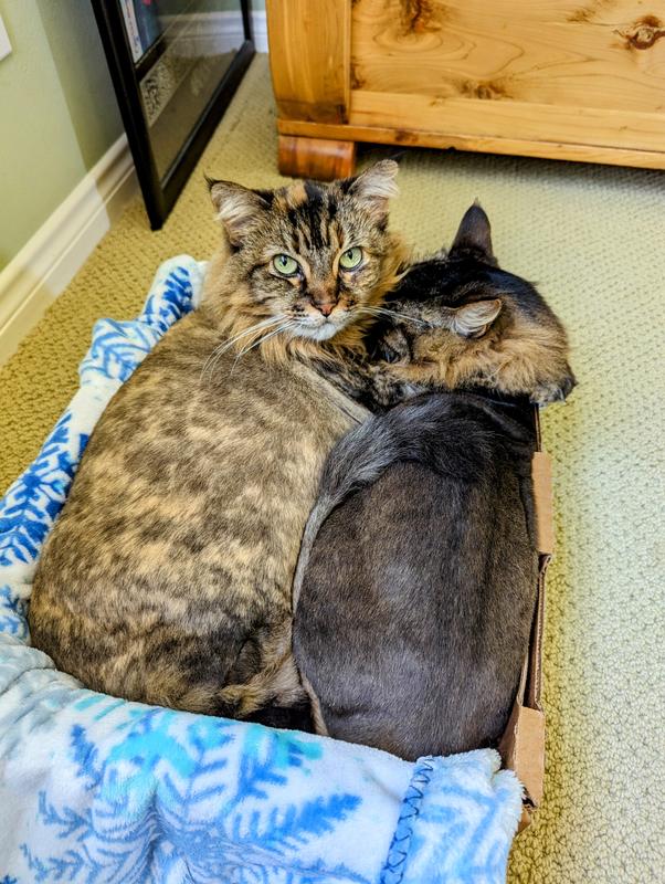 FELIMAZOLE (methimazole) Tablets for Cats, 2.5mg, 100 tablets