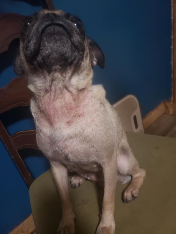 Before giving her the supplement